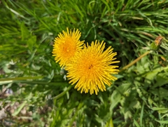 Taraxacum