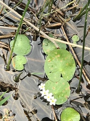 Nymphoides aquatica