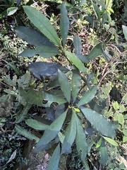 Tabernaemontana ventricosa