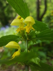 Lamium galeobdolon