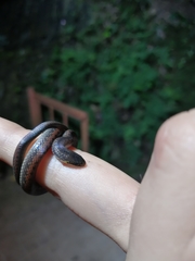 Atractus werneri