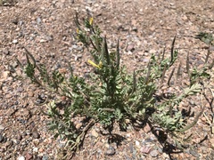 Corydalis aurea aurea