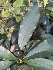 Tabernaemontana ventricosa