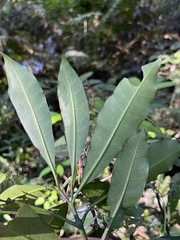 Tabernaemontana ventricosa