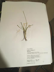 Leucocrinum montanum