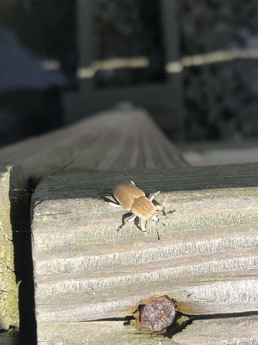 Clay-colored Billbug photo 4