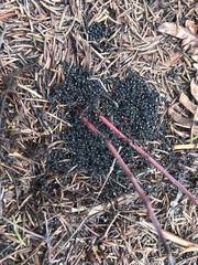 Dolichoderus taschenbergi