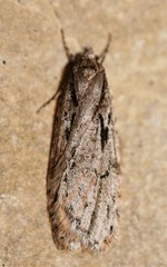 Semioscopis aurorella