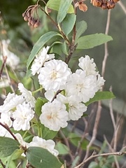 Francoaceae
