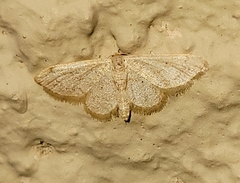 Idaea eremiata