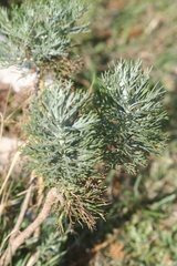 Athanasiinae