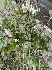 Francoaceae