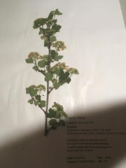 Physocarpus monogynus