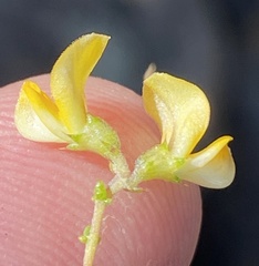 Aspalathus divaricata