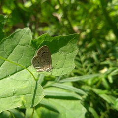Zizeeria karsandra