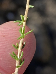 Aspalathus divaricata