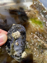 Semibalanus balanoides