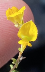 Aspalathus divaricata