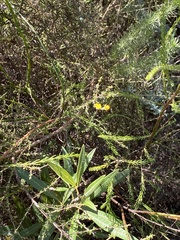 Aspalathus divaricata