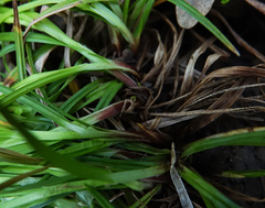 Carex oligocarpa
