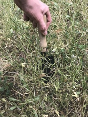 Chorispora tenella