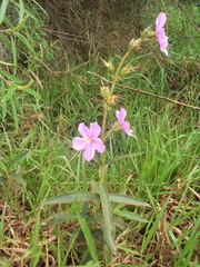 Chaetogastra gracilis