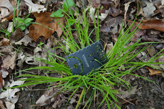 Carex oligocarpa
