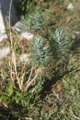 Athanasiinae