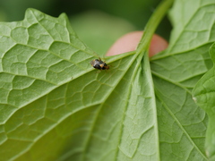 Liocoris tripustulatus