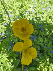Potentilla reptans