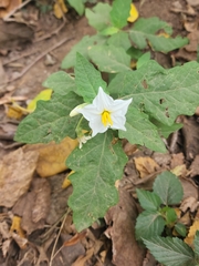 Solanum juvenale