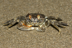 Ocypode ceratophthalmus