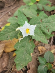 Solanum juvenale
