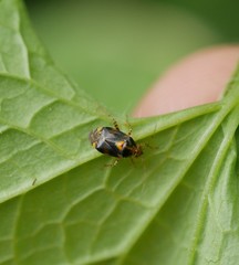 Liocoris tripustulatus