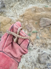 Hemorrhois ravergieri