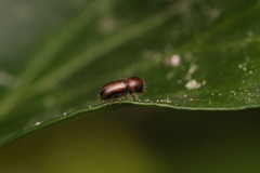 Trypodendron