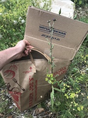 Cirsium arvense