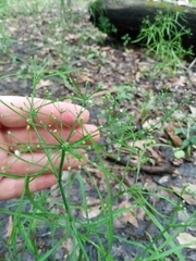 Cynosciadium digitatum