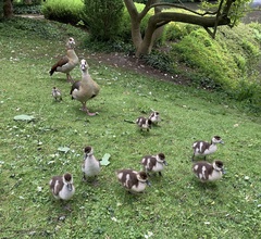 Alopochen aegyptiaca