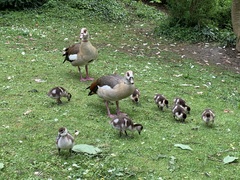 Alopochen aegyptiaca