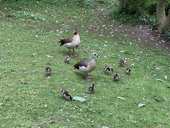 Alopochen aegyptiaca