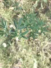 Medicago sativa