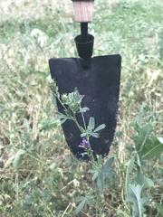 Medicago sativa