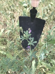 Medicago sativa