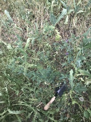 Medicago sativa