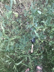 Medicago sativa