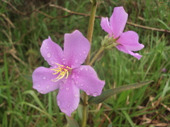 Chaetogastra gracilis
