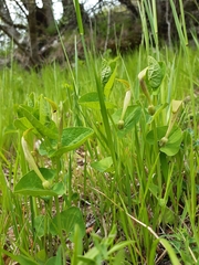 Aristolochia rotunda