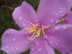 Chaetogastra gracilis