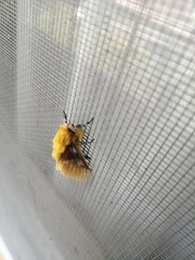 Megalopyge megalopygae